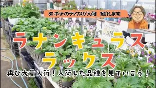 再びラナンキュラスラックスが入荷！入荷品種を見ていこう！