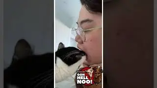 The Cat Dentist 🦷 - @Gusda3rd