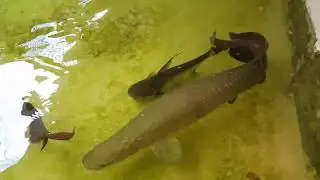 Transfering my paroon shark to a bigger fish pond