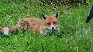 Foxy, cross-eyed cat and Magpie   #gorz&oacute;wwlkpchildabusescandal