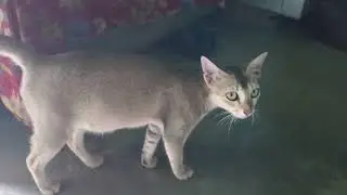 बिल्ली का नटखट पाना #2025 #video #gopro #india #reels #cat #cats #tomandjerry #tom #jerry #catvideos