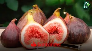 Casal de japoneses realiza produção de figos no Ceará  | AgroMais