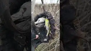 Burung Mini Paling Malas