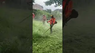 Professional Groundskeepers Clearing Grass #shorts