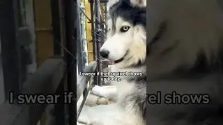 Funny Husky On Squirrel Patrol 🐿️ #shorts