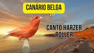 Can&aacute;rio Harzer Roller: Descubra o encanto do canto deste can&aacute;rio