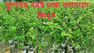 উন্নতমানের বলসুন্দরী, ভারতসুন্দরী, আপেল কুল চারা – পাইকারি ও খুচরা বিক্রি চলছে ০১৭০৮৪৩৩২৬৩