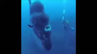 GIGANTESCO PESCE LUNA A CANNITELLO