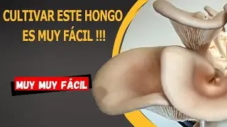 CULTIVAR ESTE HONGO ES MUY F&Aacute;CIL! SETA DE OSTRA, SETAS ORELLANAS