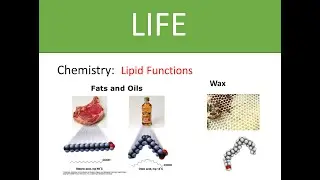 chem014 Fat and Lipid Function