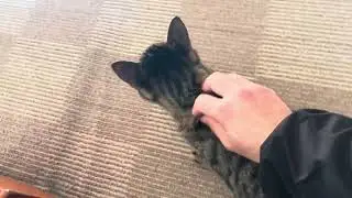 実家のミミがかわいいよー
