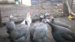 разведение цесарок-какие они стали