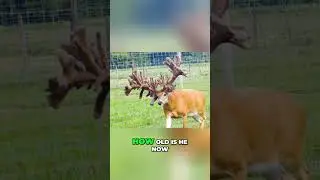 Огромный олень! Невероятные кадры 7-летнего охотника на гигантов #короткометражки