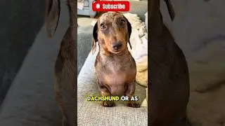 Small Dog, Big Heart: The Ultimate Pup Adventure! 🐾❤️🤗​🥰​🐶​#dog #dachshund #cute #viralshort
