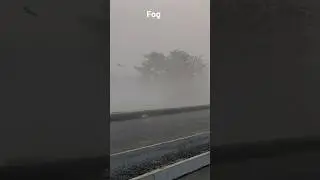Fog कोहरा, कोहराम कोहराम #weather #fog #environment #forest #jungle #animals