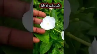 beautician most wanted flower plant #rare #exotic #fruit #rare colour #wholesale #online