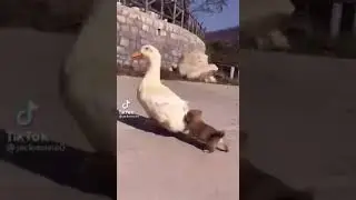 Urdak shuxbupti