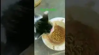 spy cat eating food #song #cat @muhdzaidvlog #shorts #kids