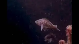 Meet the Brown Rockfish (Sebastes auriculatus)!