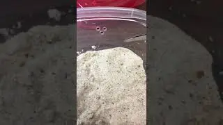 Ant-lion feeding 01