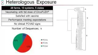 Dr. Eduardo Fano - Comparison of efficacy between two PCV2 vaccination protocols