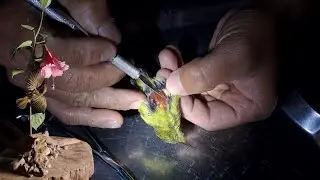Taxidermy of one of the smallest birds (Little Spiderhunter) // Step by step taxidermy