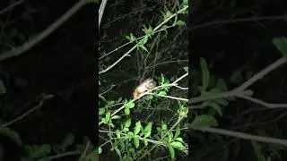 Spring peeper (Pseudacris crucifer) calling
