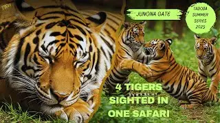 Met the Most Famous Tiger Family in | TATR | Part 1 | Collarwali & Cubs |  And Shambu Surprises us |