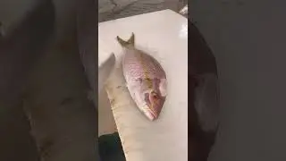 Gua&iacute;uba #fish #peixesamazonicos #viralvideo #fishcutting #pescacombambu #moquecadepeixe #fishing