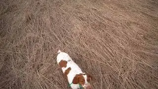 Pheasant Hunting in Ohio at Arrowhead Pheasant Club