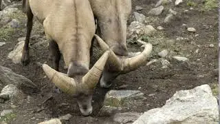 closeup of bighorn sheep