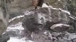 Gorilla GHB180 Hydraulic Hammer in action