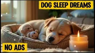 12 Hours of Calming Dog Music 🐾🎶 | Relaxation, Anti-Separation Stress & Gentle Sleep Dreams 💤No ADS
