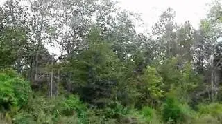 Homes for Sale - TBD Steel Samson AL 36447 - JUDY DUNN
