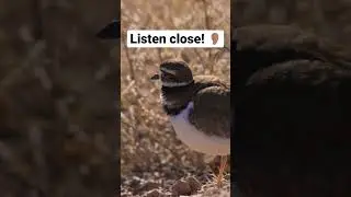 The iconic call of the Killdeer!