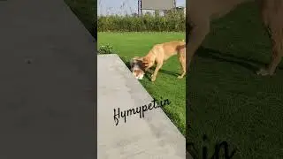 #song #lovesong #petrelocation #doglover #pets #funny #tranding #trendingvideo #trendingshorts