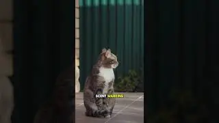 Feline Fascination: Exploring the World of Cats @TheCreationsOfNature #shorts #animals #trending