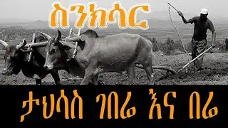 Sheger Sinksar - ታህሳስ ገበሬ እና በሬ  -  ስንክሳር