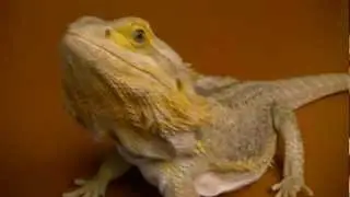 citrus pastel bearded dragon update april 2012