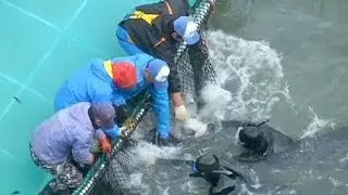 US-Botschafterin kritisiert j&auml;hrliches Delfin-Schlachten in Japan