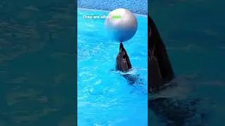 Are Dolphins friendly and emotional#shorts #viral