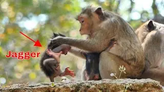 OMG___!  What's wrong ?  Jagger got a hard lesson cried loudly by scared. 