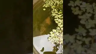 guppy and platy playing chase #platy #coldplay #fish #videofish #aquarium #guppyworld
