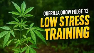 The plant EXPLODS! LST & Topping Outdoor &ndash; Guerrilla Grow #13