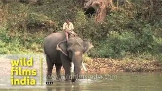 Mahout takes his elephant to a waterhole