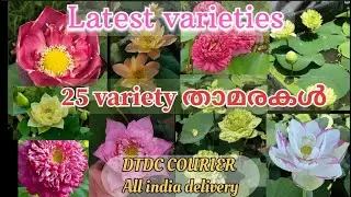 വിലക്കുറവിൽ താമര ട്യൂബ്റുകൾ വിൽക്കുന്നു |New varieties offer sale| @mmgreenworld 