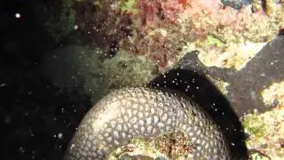 Favites abdita spawning