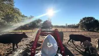A Day In The Life Of A Cow Farmer: Feeding The Cows - UNCUT
