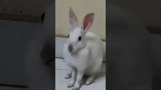 😄#rabbit#pet#sort#bunny#animal#sortvideo#cute#funny#sorts#vairal#vairalshort#vairalvideo#vairalshort