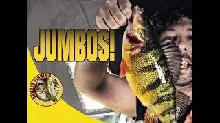 Tons of JUMBO Perch Ice Fishing on Lake Simcoe January 27th 2018